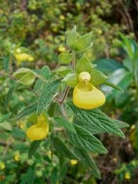 Image result for Calceolariaceae