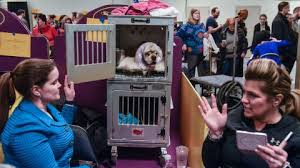Welcome to the westminster dog show subreddit. In Pictures The 2020 Westminster Dog Show