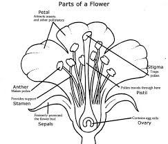Flowers are the parts of plants that give them beauty, scent, and they function as the plant's reproductive system. Journey North Citizen Scientists Studying Plants Climates And The Seasons