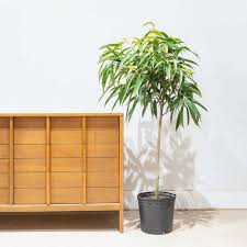 Image result for Ficus fischeri