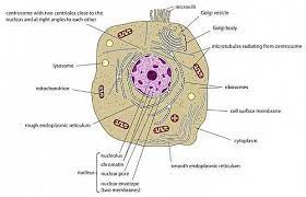In cell biology, the nucleus (pl. Animal Cell Structure And Organelles With Their Functions Animal Cell Organelles Animal Cell Organelles