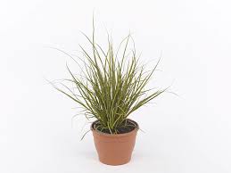 Image result for Carex mannii