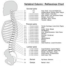 Spine Column Reflexology Chart Vertebrae Galaxy S8 Case