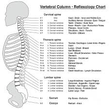 spine column reflexology chart vertebrae galaxy s8 case