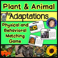 Adaptations Match Game Physical And Behavioral Adaptations Animal Adaptations Plant And Animal Adaptations Animal Adaptations Unit