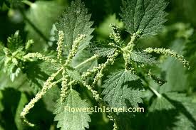 Image result for Urticaceae