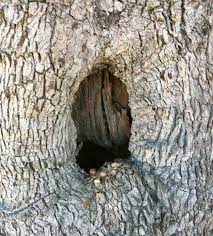 Glue on rocks and bark… done and done. A Natural Fairy Door In This Tree Hollow Fairy Tree Fairy Doors Fairy Garden