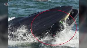 La testimonianza michael packard, pescatore di aragoste, è stato sputato dopo poco: Sudafrica Finisce Nella Bocca Della Balena E Viene Risputato L Avventura Di Un Sub La Repubblica
