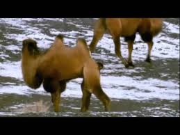 The camelids, as a family, include the new world camelids: Camel Research Lessons Blendspace