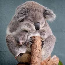 Koala Bear And Baby Mother And Baby Animals Baby Animals Pictures Cute Baby Animals