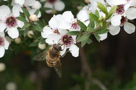 Image result for manuka flower