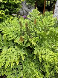 Image result for Osmunda regalis