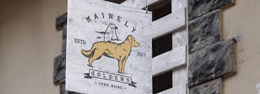 Golden retriever puppies for sale in maine. Mainely Goldens Akc Registered Golden Retrievers