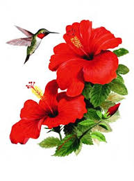 Red Hibiscus Drawing Google Search Pintura De Colibri Flores Pintadas Arte De Aves