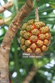 Image result for Pandanaceae