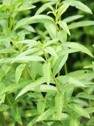 Photo about green copy space of lemon verbena plant or aloysia citrodora bush in aromatic gardens in natural sunny daylight. 82 Lemon Verbena Ideas Lemon Verbena Verbena Lemon