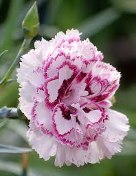 Pin On Pink And Peach Flowers