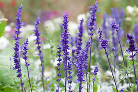 Image result for Salvia farinacea