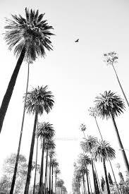 Black And White Palm Tree Wall Art Framed Photo Print Of Palm Trees Los Angeles California Black And White Vertical Print Picture Image Fine Art Photography Large Framed Print Wall Decor Art For Large Framed Prints Photography
