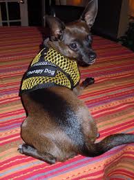 I M A Star Therapy Dog Therapy Dogs Designer Dog Carriers Dog Carrier