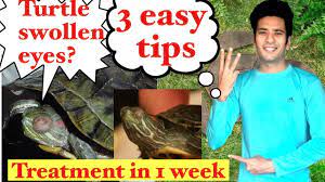 How to treat turtle swollen eyes | 3 easy tips|Indian turtle aquarium |  Indian aqua boy - YouTube