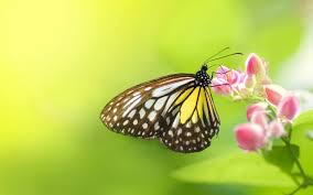 A orange butterfly on top of an flower 5k. Insect Butterfly Flowers Wallpaper Animals Wallpaper Better
