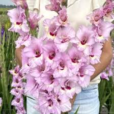 Image result for Gladiolus zambesiacus