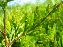 Image result for Calocedrus decurrens