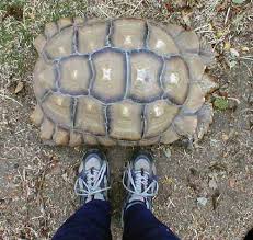 April 18 2011 Daily Soaking African Sulcata Tortoises