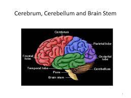 The cerebrum takes up the entire upper portion of the brain, whereas the cerebellum is located right underneath it, in the lower rear portion of the brain. Ppt Cerebrum Cerebellum And Brain Stem Powerpoint Presentation Free Download Id 2125615