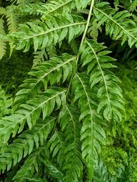 Image result for Pityrogramma calomelanos