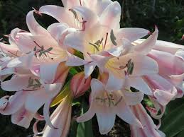 Image result for Ledebouria macowanii