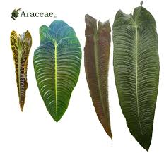 Image result for Araceae