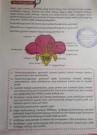 Tolong Jelaskan Fungsi Tangkai Bunga Dasar Bunga Bakal Biji Kelopak Bunga Tangkai Putik Kepala Brainly Co Id