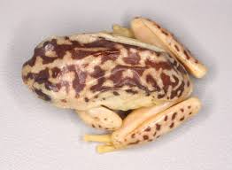 A type catalogue of the reed frogs (Amphibia, Anura, Hyperoliidae) in the  collection of the Museum für Naturkunde Berlin (ZMB) with comments