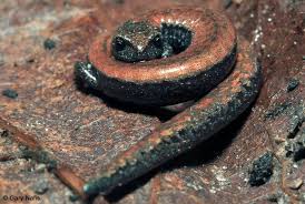 Image result for Vepris sansibarensis