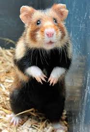 Bonjour Madame Feldhamster Susseste Haustiere Hamster Ausgestopftes Tier