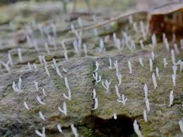 Image result for Multiclavula mucida