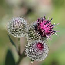 Filz Klette In 2020 Pflanzen Blumen Filzen