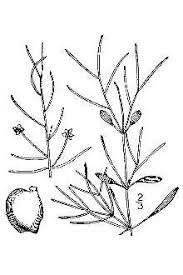 Image result for Potamogeton pusillus