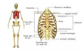 The human rib cage is made up of 12 pairs of ribs, some of which attach to a bony process in the front of the chest called the sternum. 5 365 Rib Cage Images Free Royalty Free Stock Rib Cage Photos Pictures Depositphotos