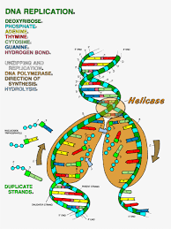 Dna structure teacher guide from dna replication worksheet answer key , source: Dna The Double Helix Coloring Worksheet Dna Replication Coloring Answer Key Transparent Png 850x1100 Free Download On Nicepng
