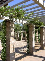Fabriquer et couvrir une pergola en bois. Palissage De Grimpantes Sur Pergola