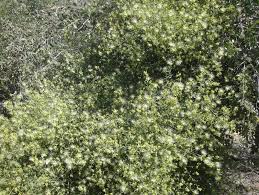 Image result for Maerua juncea