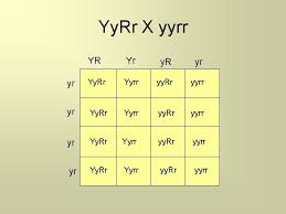 Punnett square are used to predict the possibility of different outcomes. Heredity And Genetics Part Two Dihybrid Crosses Review