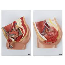Abdominal and pelvic anatomy encompasses the anatomy of all structures of the abdominal and pelvic cavities. Axis Scientific Pelvis Anatomy Model Set
