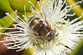 Image result for Lipotriche