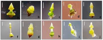 Image result for Heliotropium zeylanicum