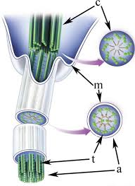 Check spelling or type a new query. Schematic Structure Of The Head Tail Junction Of A Model Spermatozoon Download Scientific Diagram