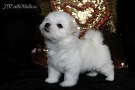 Maltese Puppy Of Jblittlemaltese Reg D Purebred Canadian Registered Maltese From Breeders Of Top Show Dogs Www Jblittlemal Maltese Puppy Maltese Dogs Puppies